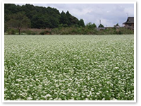 a field of Soba