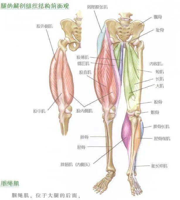 健身房练腿计划_健身房练腿训练计划_练腿的健身房动作